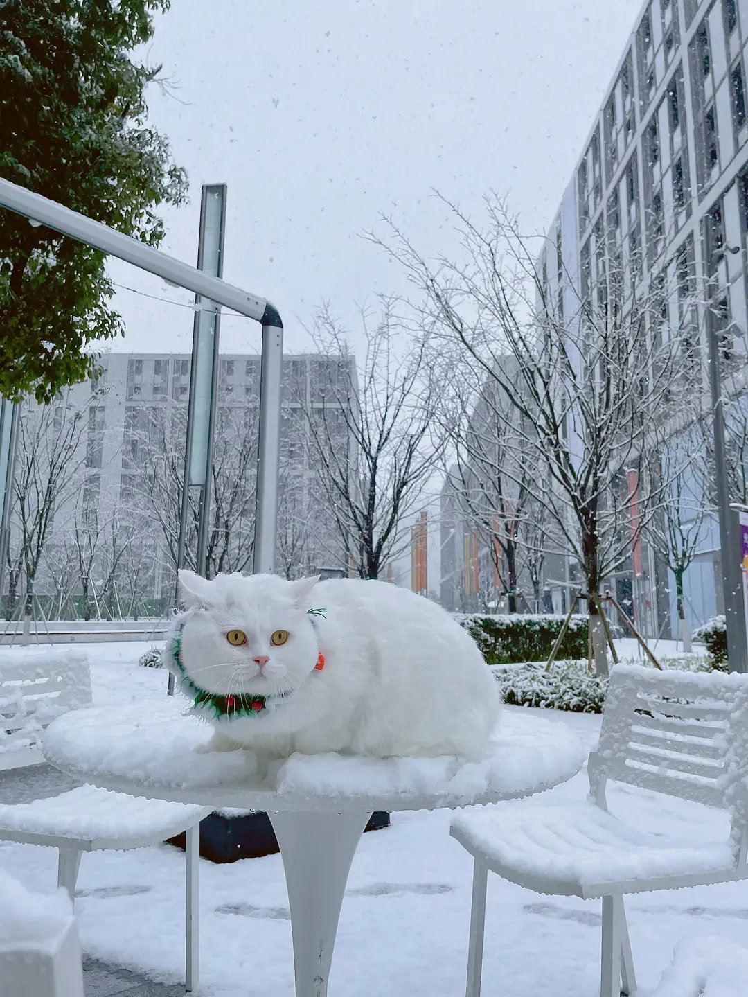 雪天白猫。下雪天带白猫出门被别人以为是用雪堆的雪人！​​​