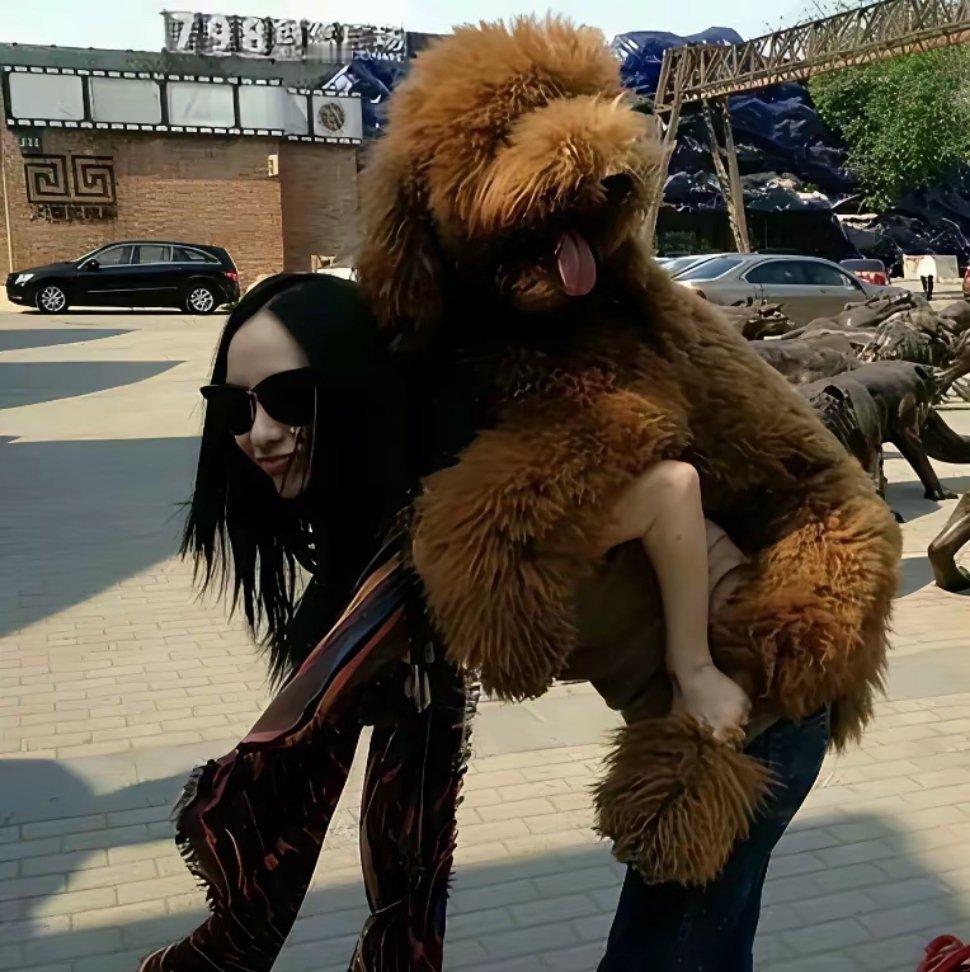 霍思燕养的这条狗也太让人震惊了！不是因为它个头大，而是因为它的身价。就图里这只巨