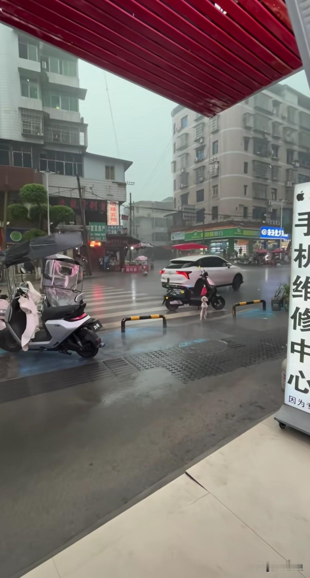 主人外出办事，将小狗拴在了摩托车上，摩托车停在马路的隔离栏边上。狗狗一等再等，四