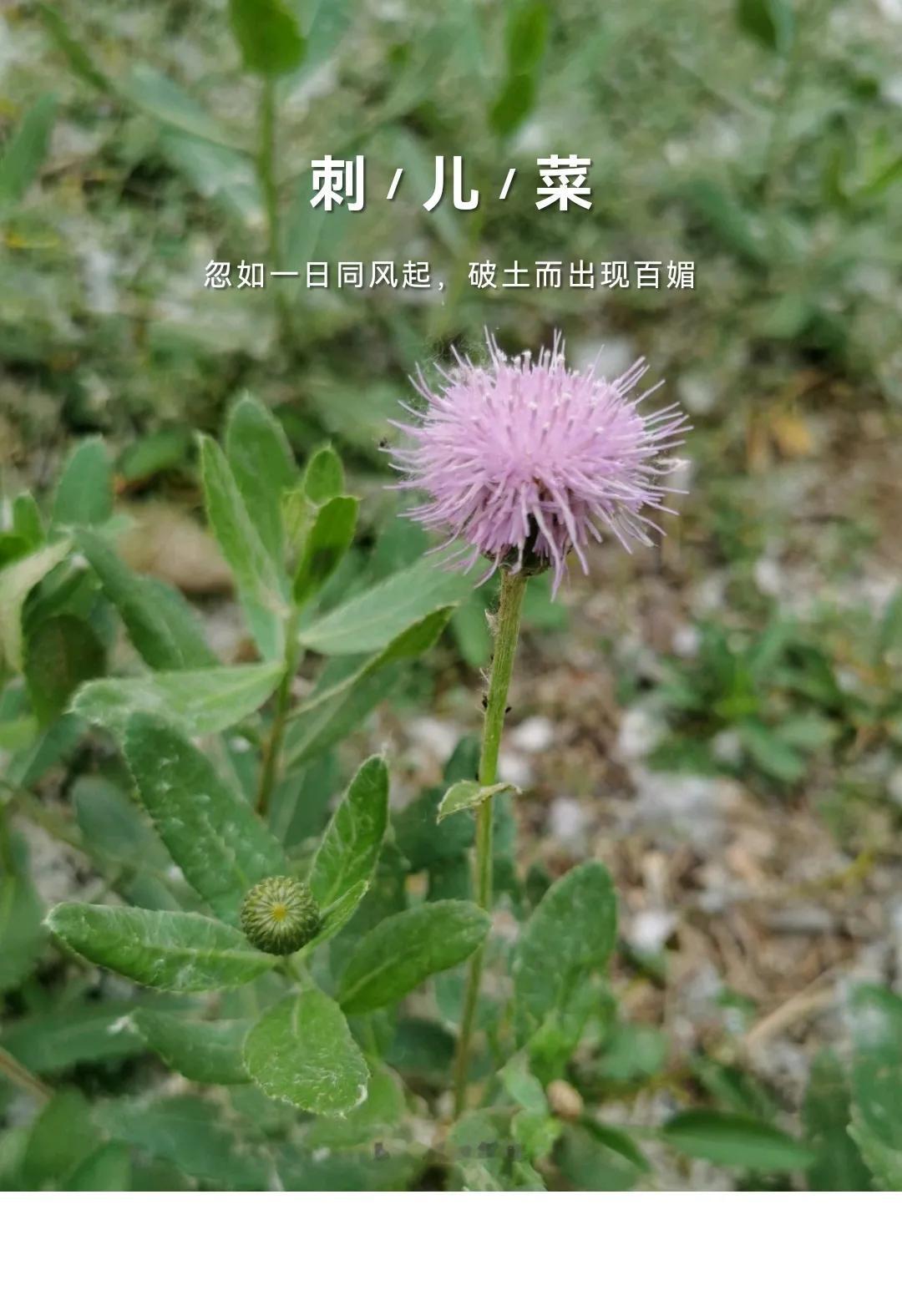 刺儿菜，这田间地头常见的野草，确实是美味。小时候看大人采，还觉得奇怪。它的幼苗没