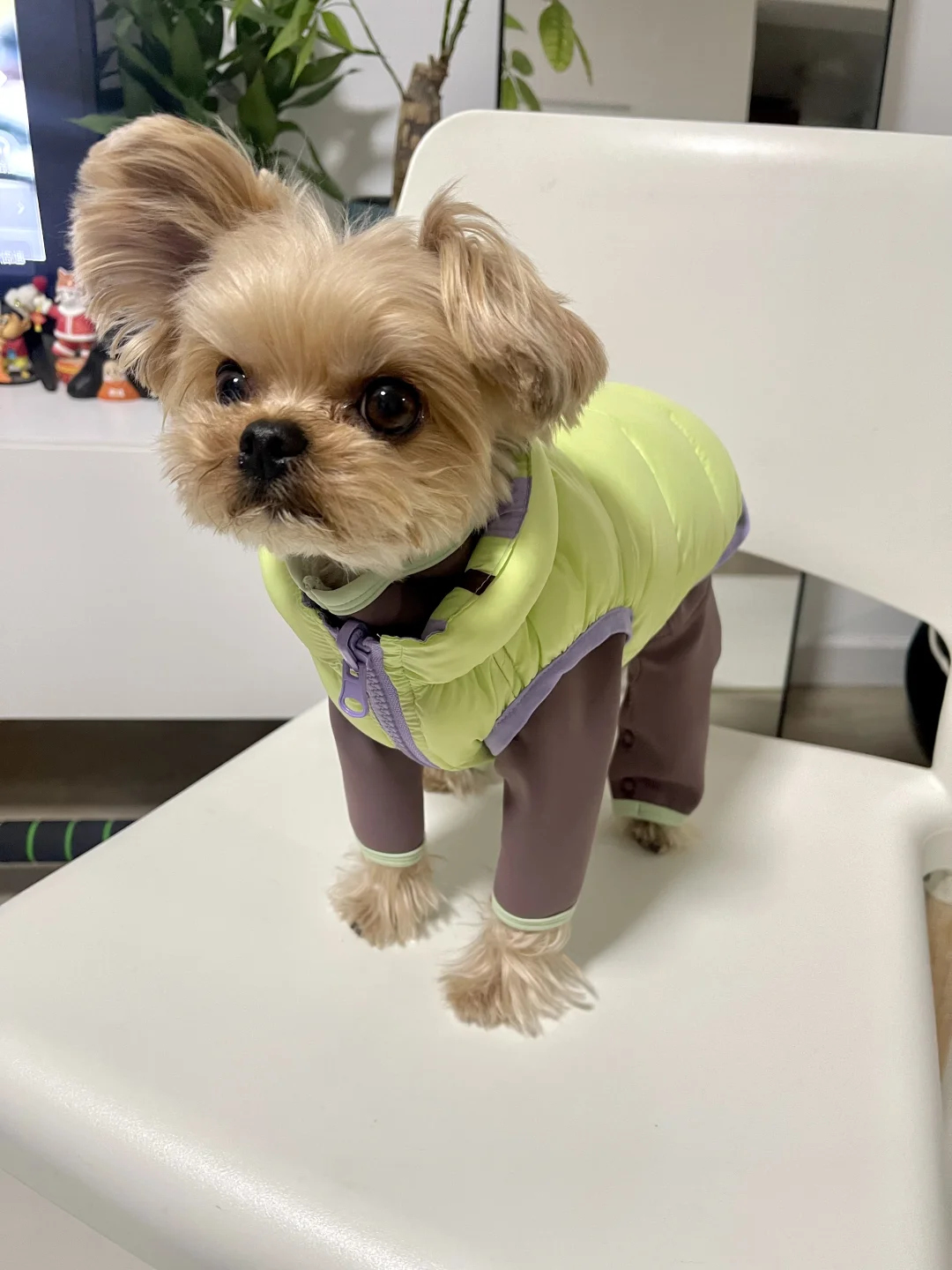 想看看你家小狗的春节战袍