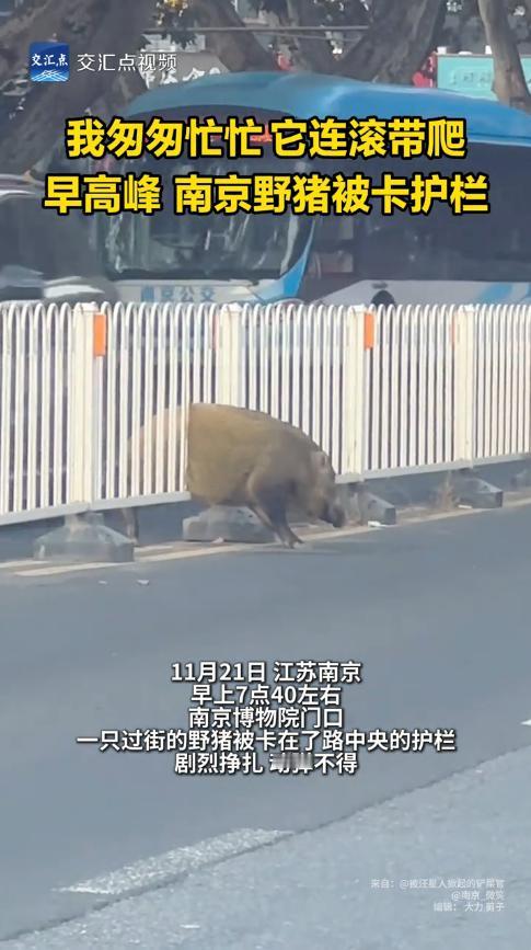“丢人丢大了！”11月21日，江苏南京，一头170斤的野猪横穿马路，结果被卡在护