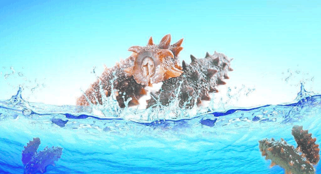盘点海参的正确吃法, 这样吃才更有营养