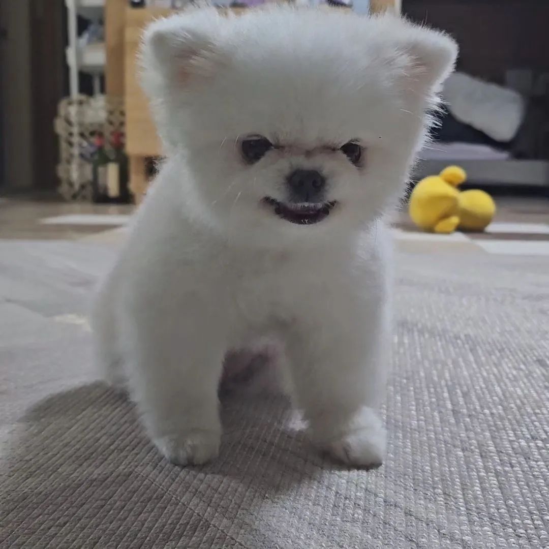 让正义小狗吓走你背后的小人！​​​