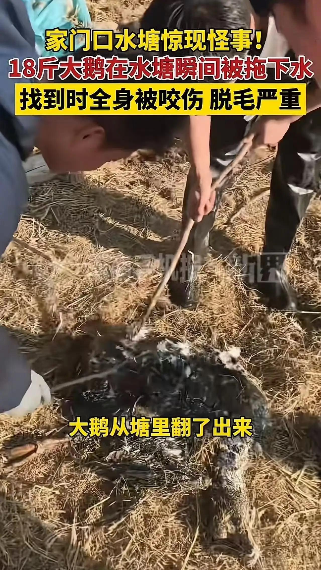 “家门口水塘惊现怪事！”河南信阳，18斤大鹅icon在家门口水塘里突然消失，男子