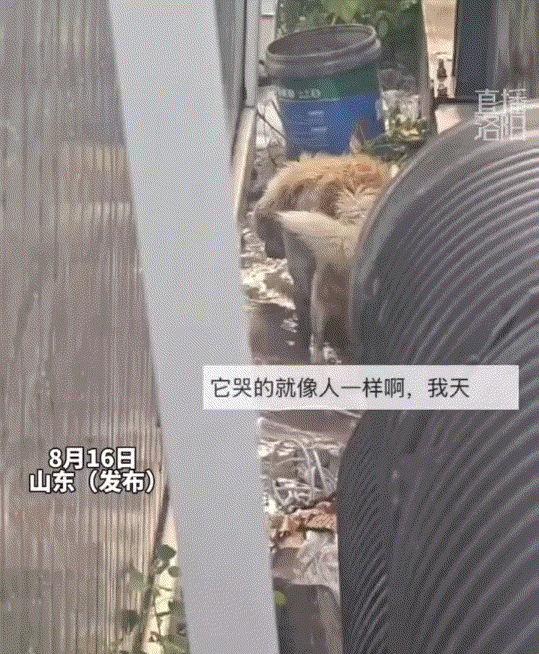 看哭了。一网友经过暴雨淹没的一废墟处时，突然听到废墟深处传来狗子的叫声，网友应声