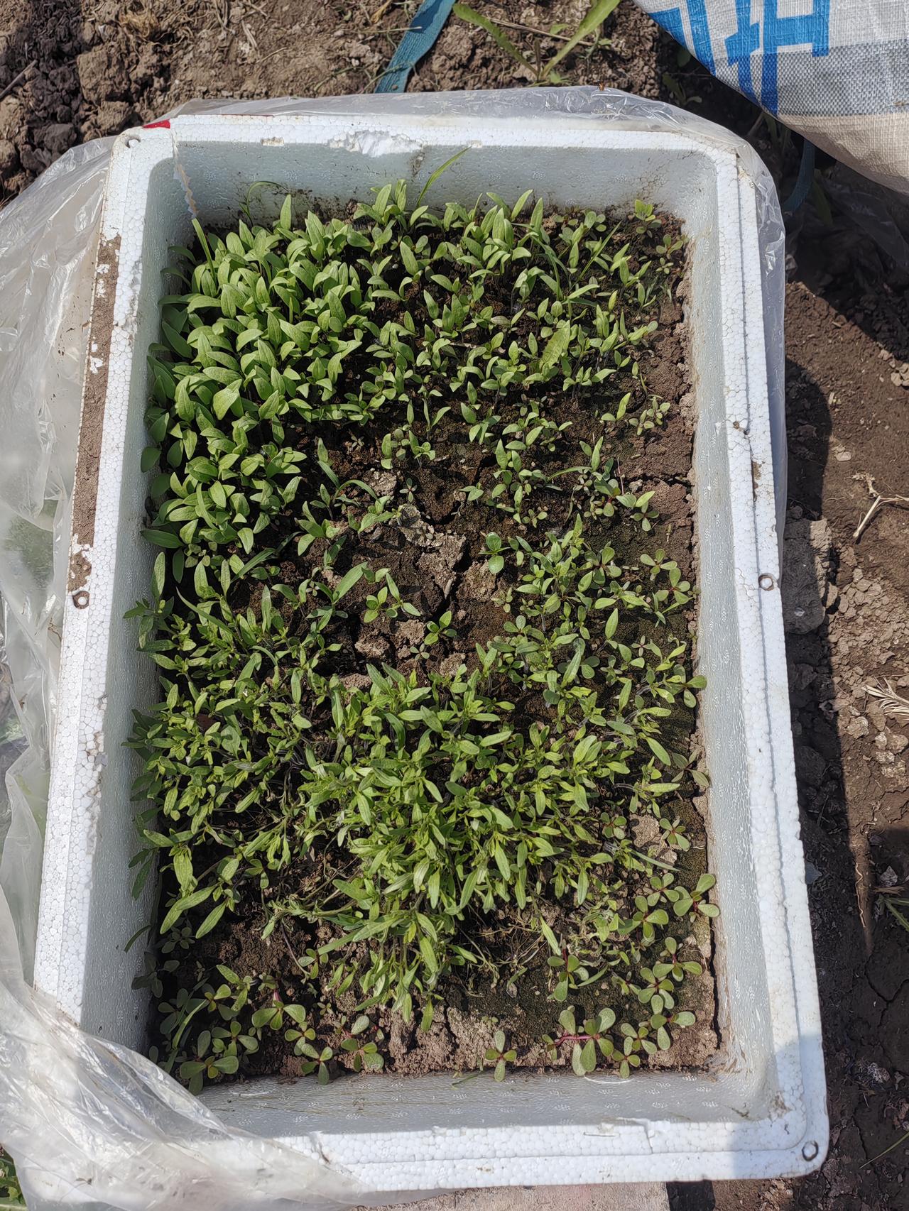 谷雨前后，种瓜点豆，这两天，来菜园种点黄瓜，豆角，之类的。花种子也该