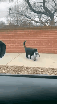 笑不活了！这只黑猫的“复仇”也太较真了，简直是行走的表情包！本来都叼着鸽子准