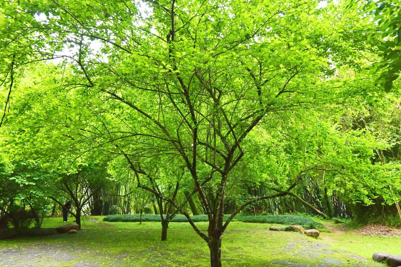 王芗斋：站桩别站成木桩子我头回听“丁步与八步之间”，脑子是懵的。啥叫之间