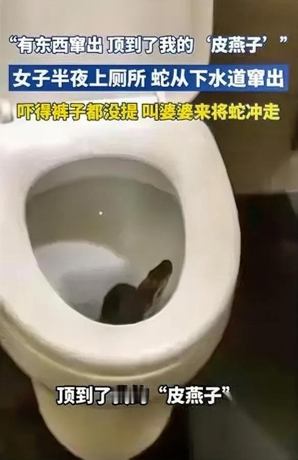 半夜上厕所差点魂飞！无锡一女生坐马桶刚尿一半——屁股突然被什么硬东西顶了