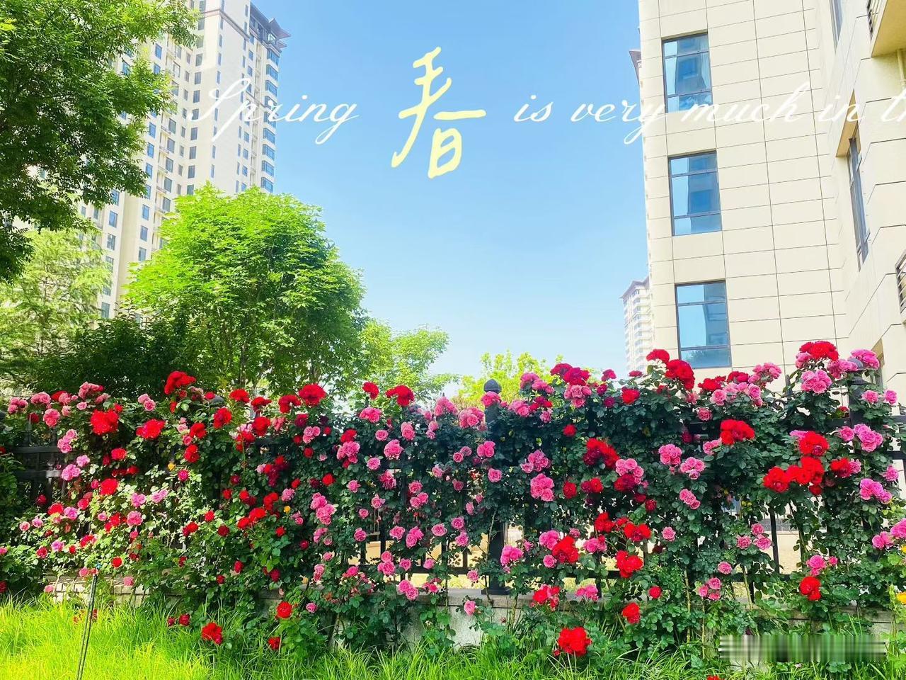 真事，10年前我老舅去城里办事，路上遇到有个人在卖大乌龟，我老舅来了恻隐之心花了