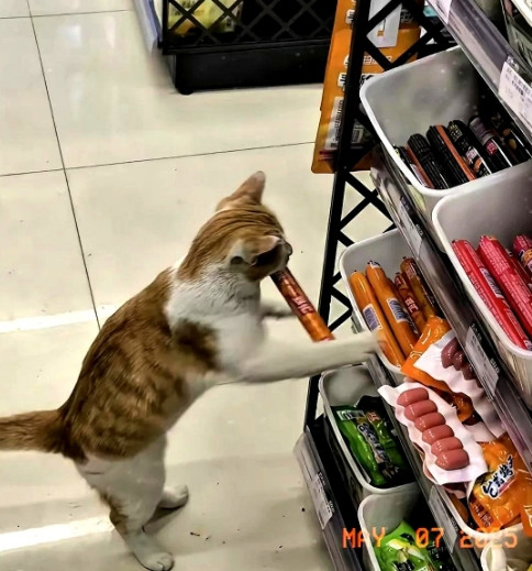 便利店监控拍到凌晨三点，一只瘦瘦的橘猫，用牙死死咬住一根火腿肠，店员跟橘猫追到巷