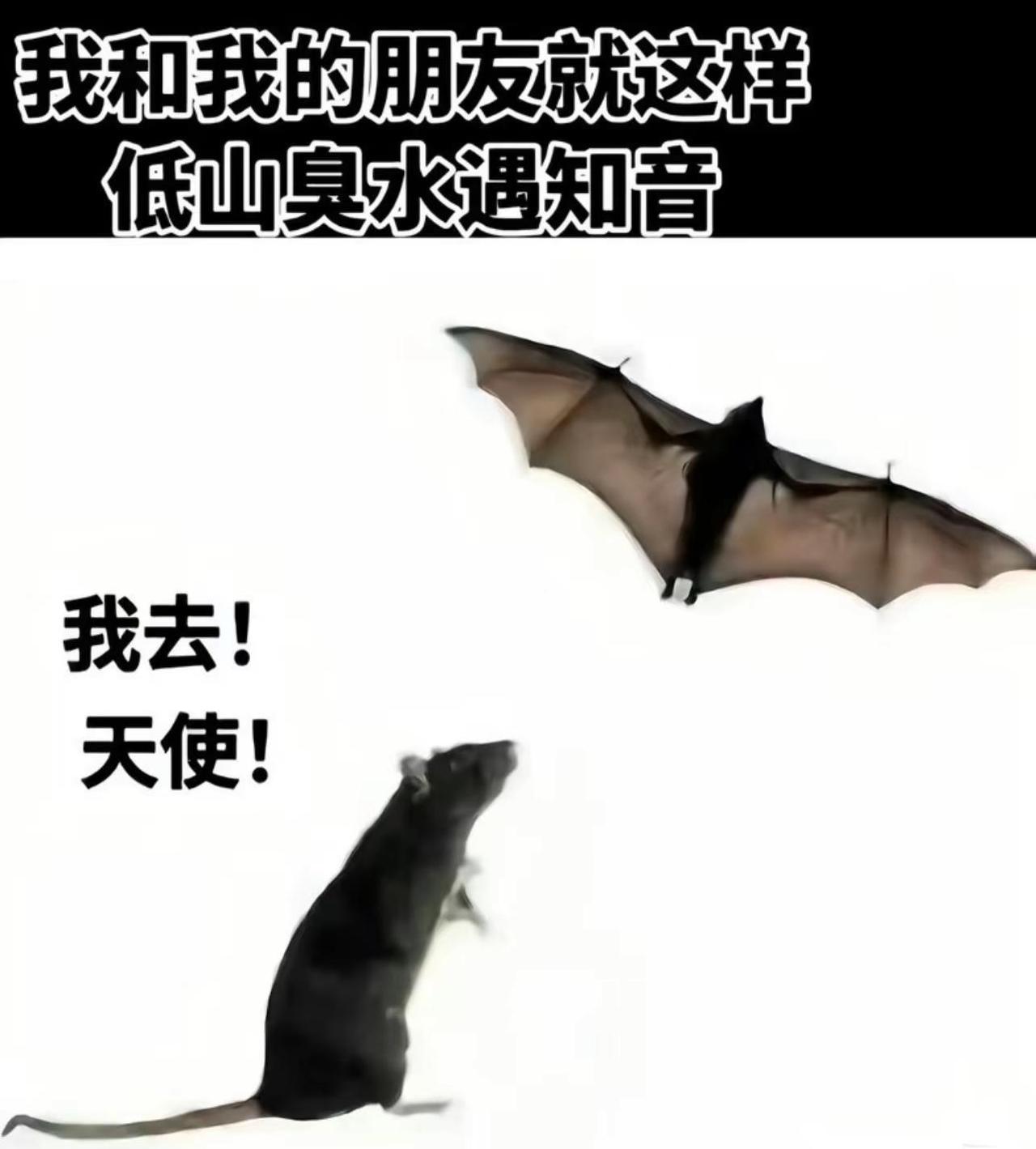 老鼠为什么会飞弱小可怜又无助朋友梗图动物梗图猎奇