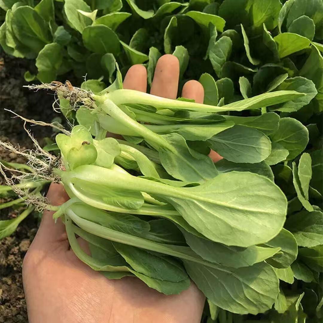 小白菜的种植方法和时间如下：种植时间春季：一般在2月至4月之间，当气温稳定在10