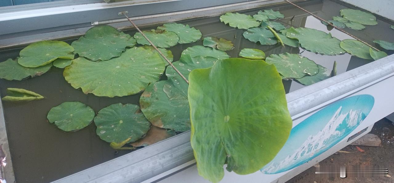 高纪明(山东)清平乐·雨过荷塘风疏雨乱，新叶轻轻展。水里游鱼看不见，不问小塘