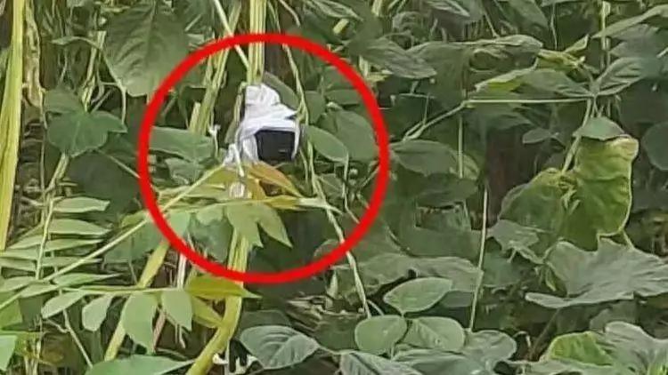 近日，上海徐汇警方经过缜密侦查，在辖区一片杂草丛生的荒地上展开了一场惊心动魄的伏