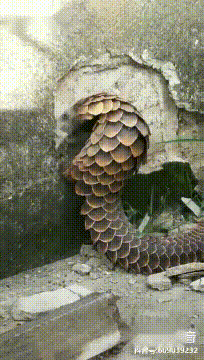 当穿山甲遇上混凝土