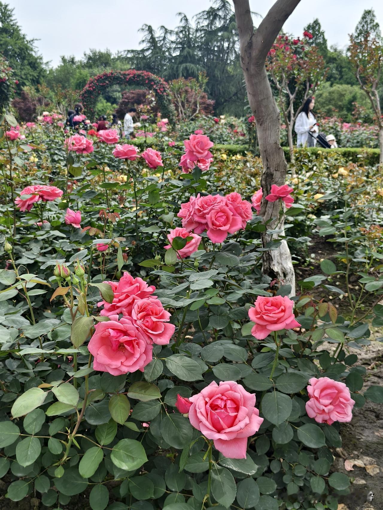 杭州花圃公园美景，