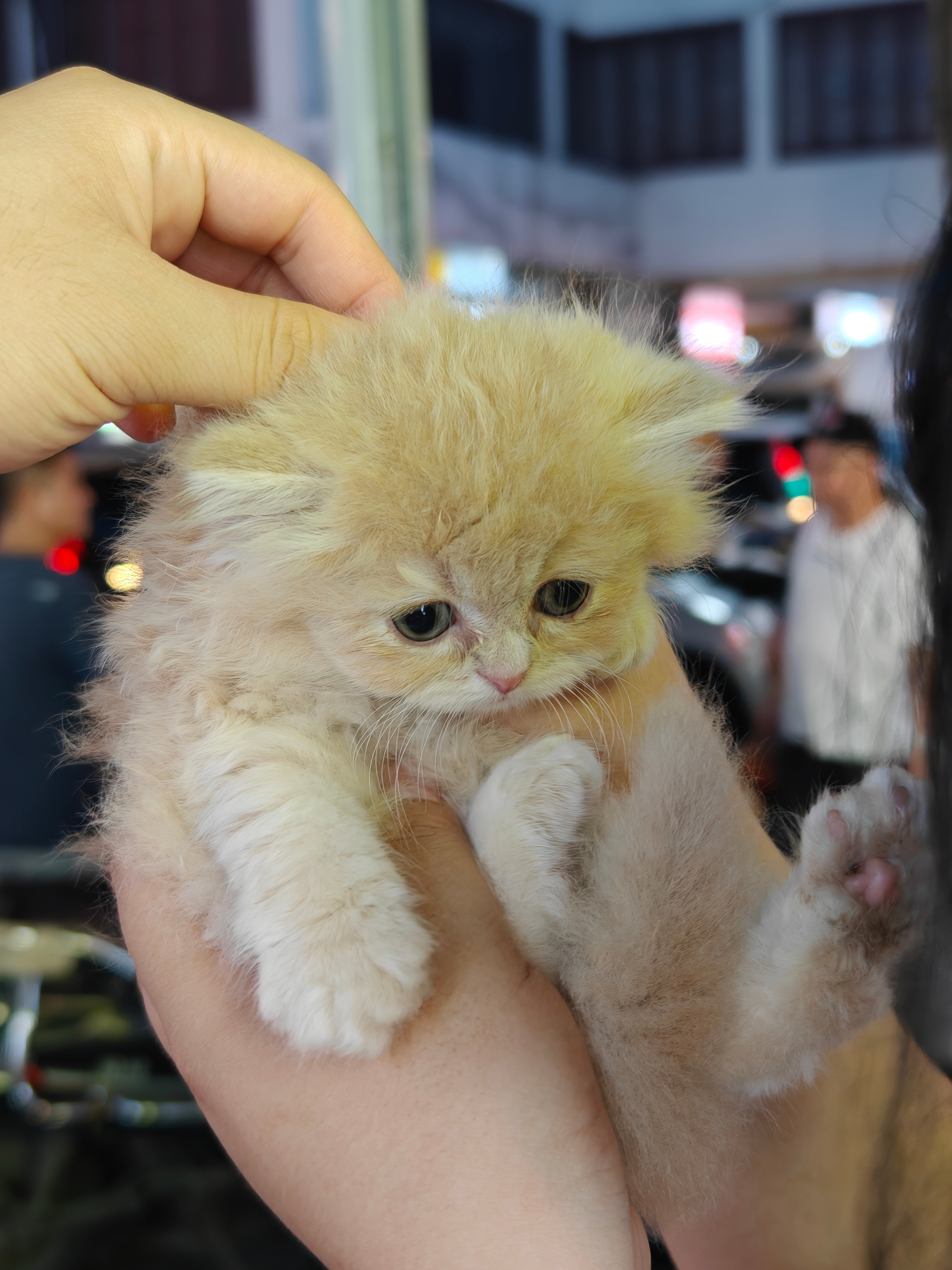 偶遇一路上卖自家小奶猫的，看了一下，成色还不错，很乖不叫也不闹，品种好像是金英长