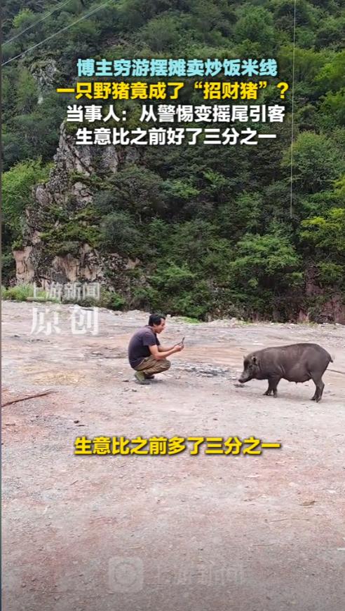 “离了个大谱！”男子在318国道上摆摊卖炒饭和米线，谁知竟遇到了一头野猪，男子没