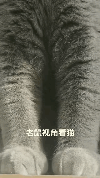 有些成年大老鼠跟小猫咪体型差不多，按理说应该可以完胜小猫咪才对。