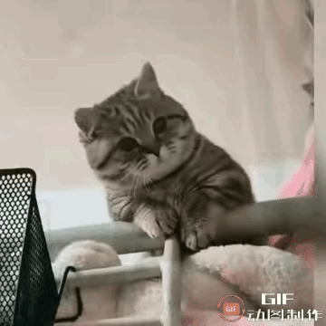 猫：你觉得我是AI做成的吗？