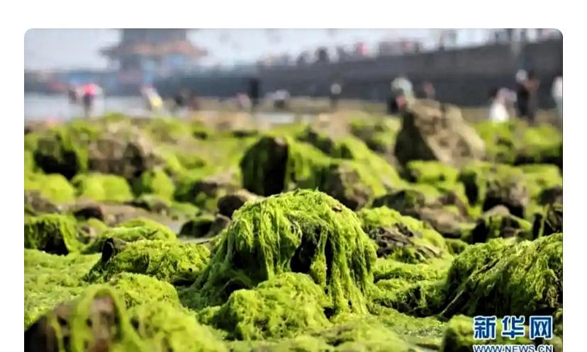 总有人摆出青岛比大连宜居的高姿态。但事实证明，青岛除了经济好于大连外，其他无法与