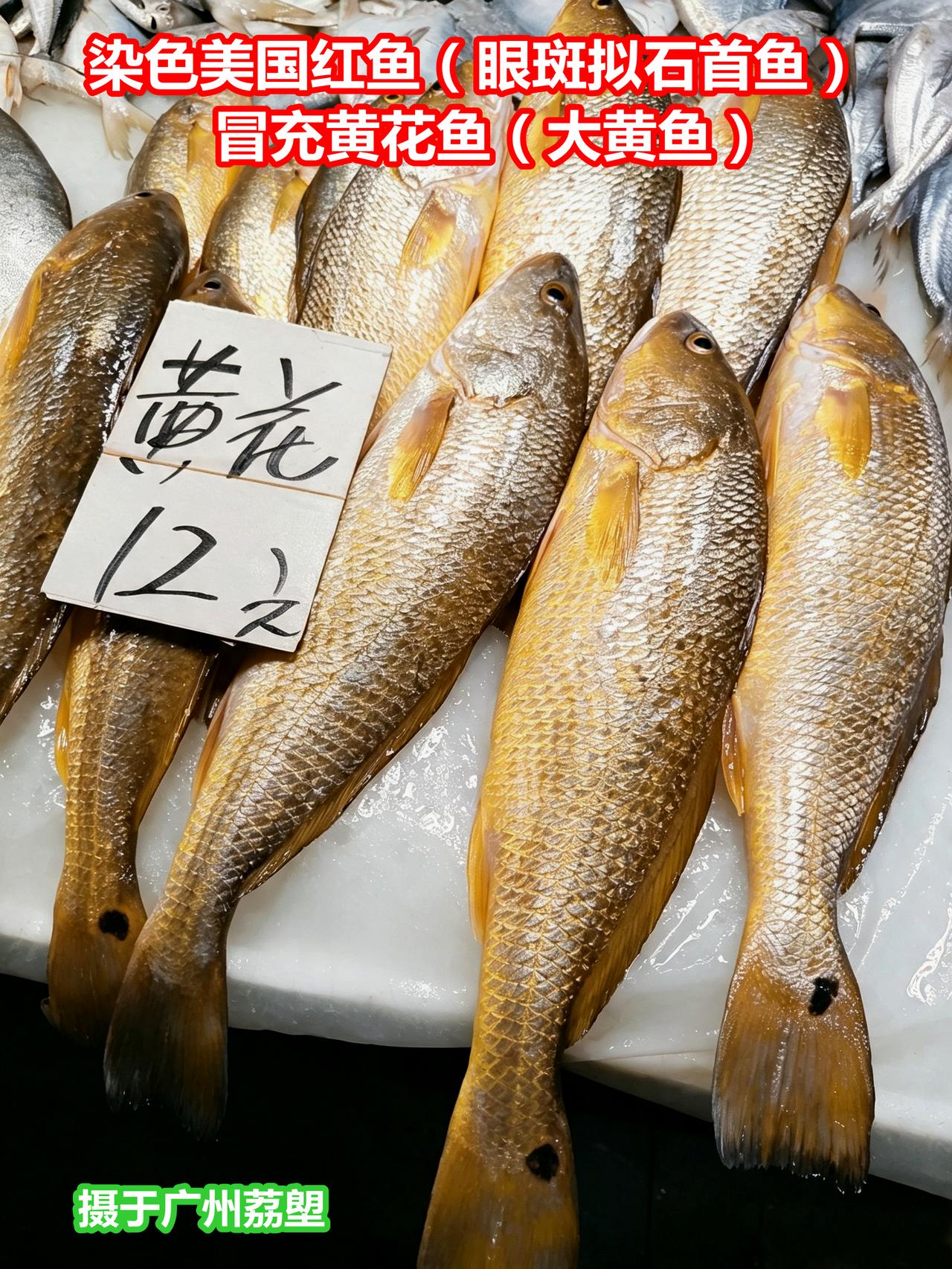 染色美国红鱼，冒充黄花鱼，难吃的养殖鱼摄于广州荔塱市场，这是引进养殖的眼斑拟