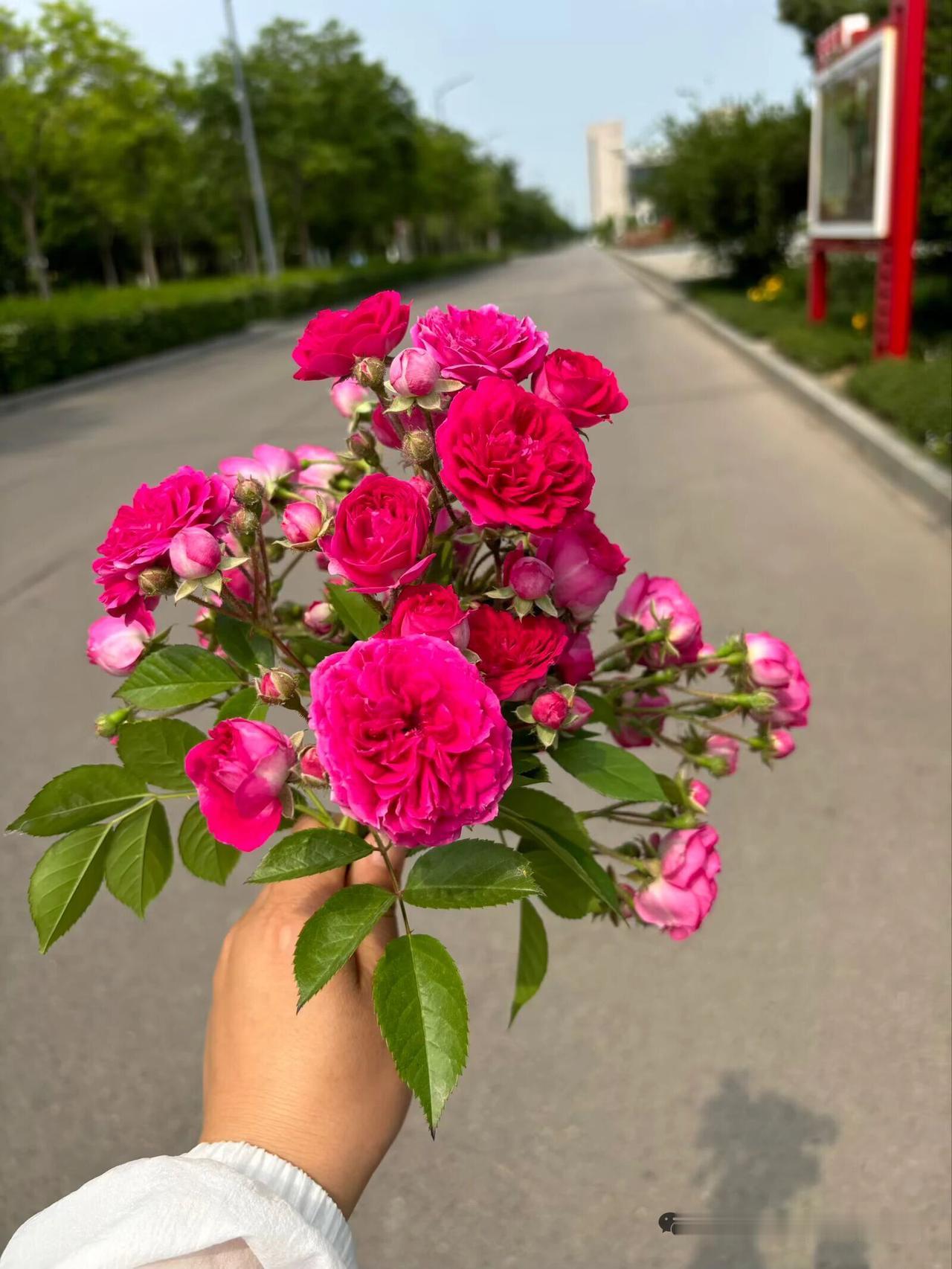 有心栽花花不发，无意插柳柳成荫有心栽花花不发，静待春风风自来有心栽花花不