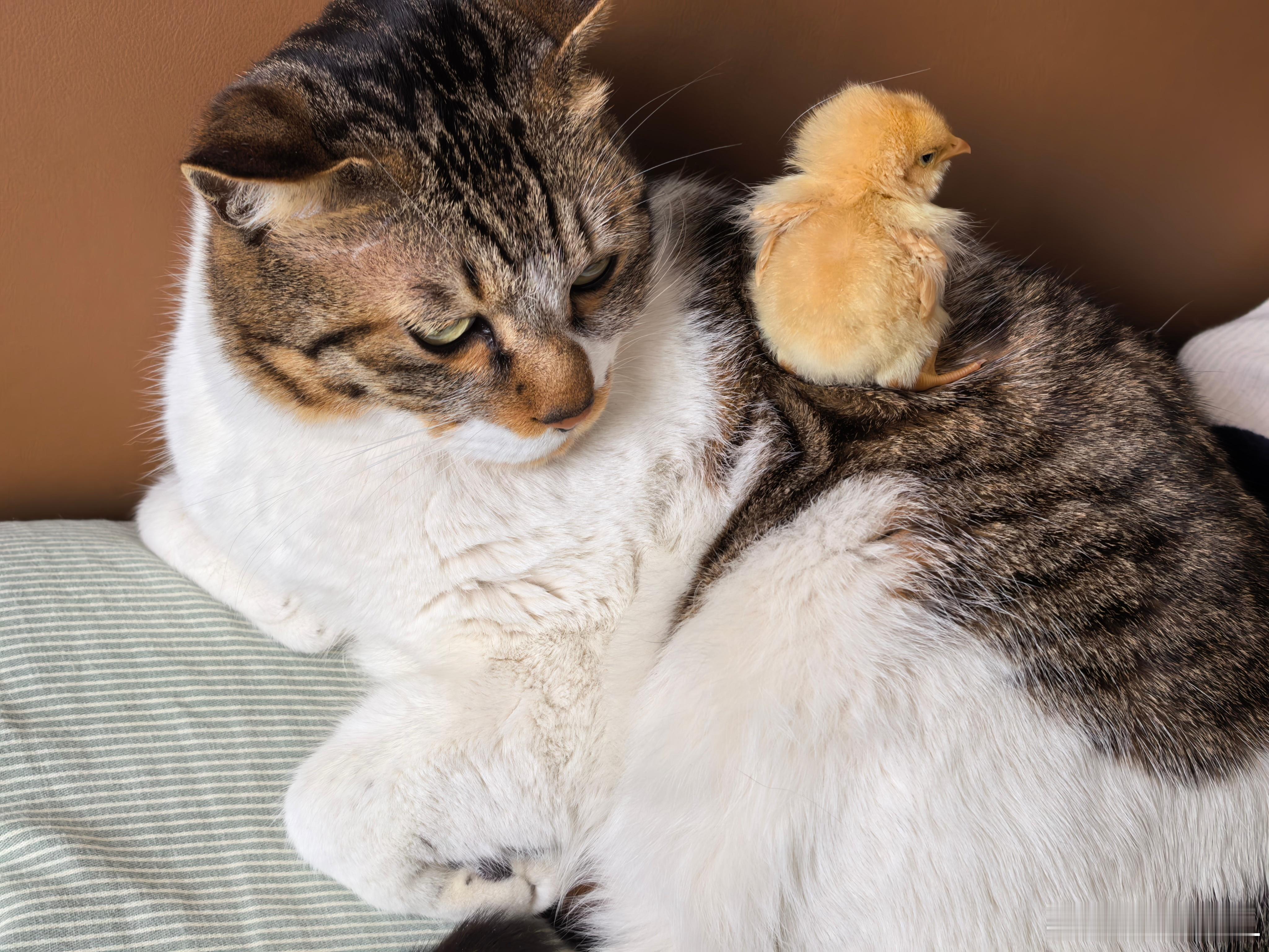 你们见过这样的猫和鸡吗...