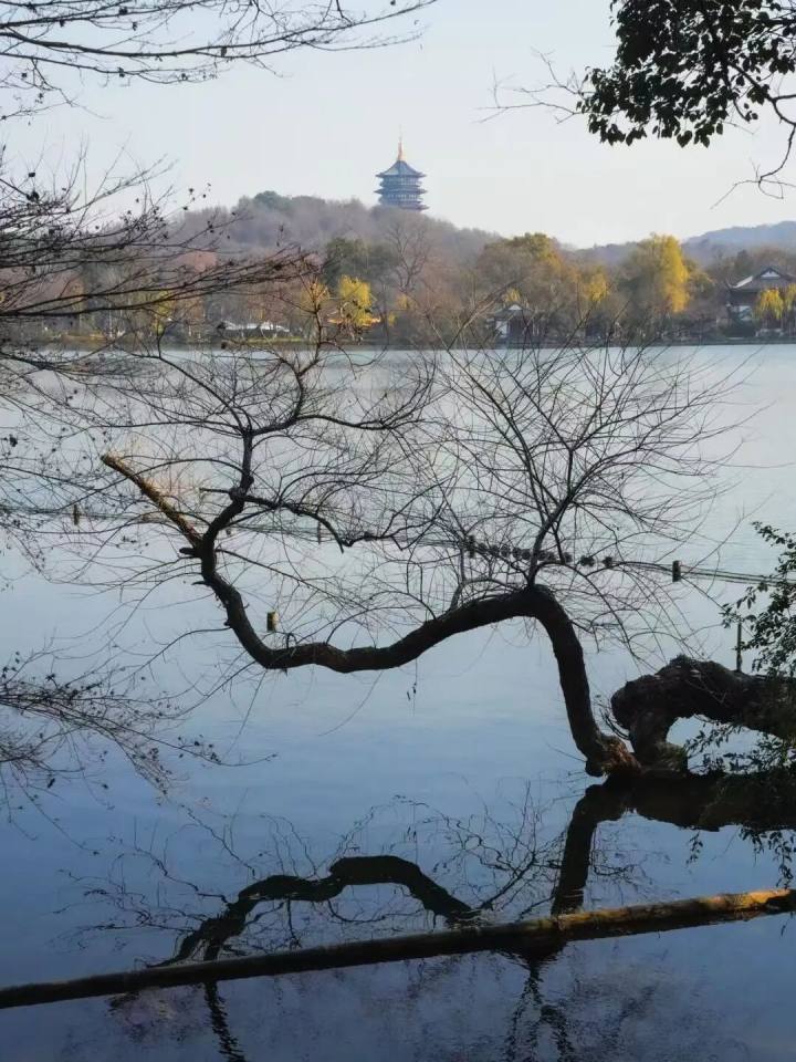 西湖边这个庭园的蜡梅开了, 今年杭州蜡梅有点怪?