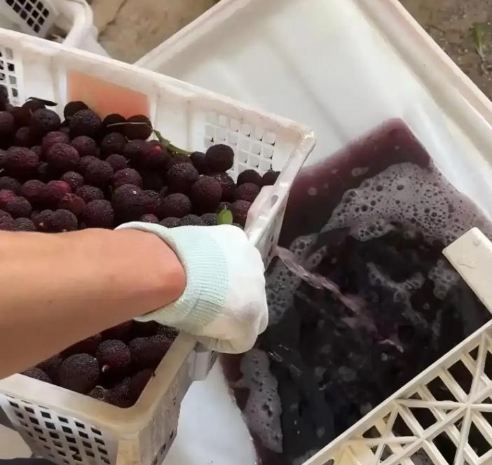 杨梅刚出事脚跟还没站稳，厦门中埔批发市场的脆桃又被拍下来了——同一个问题，为什么