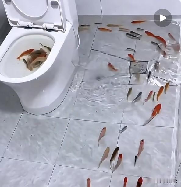 叹为观止！朋友竟然把家里一个闲置的卫生间用来养鱼！