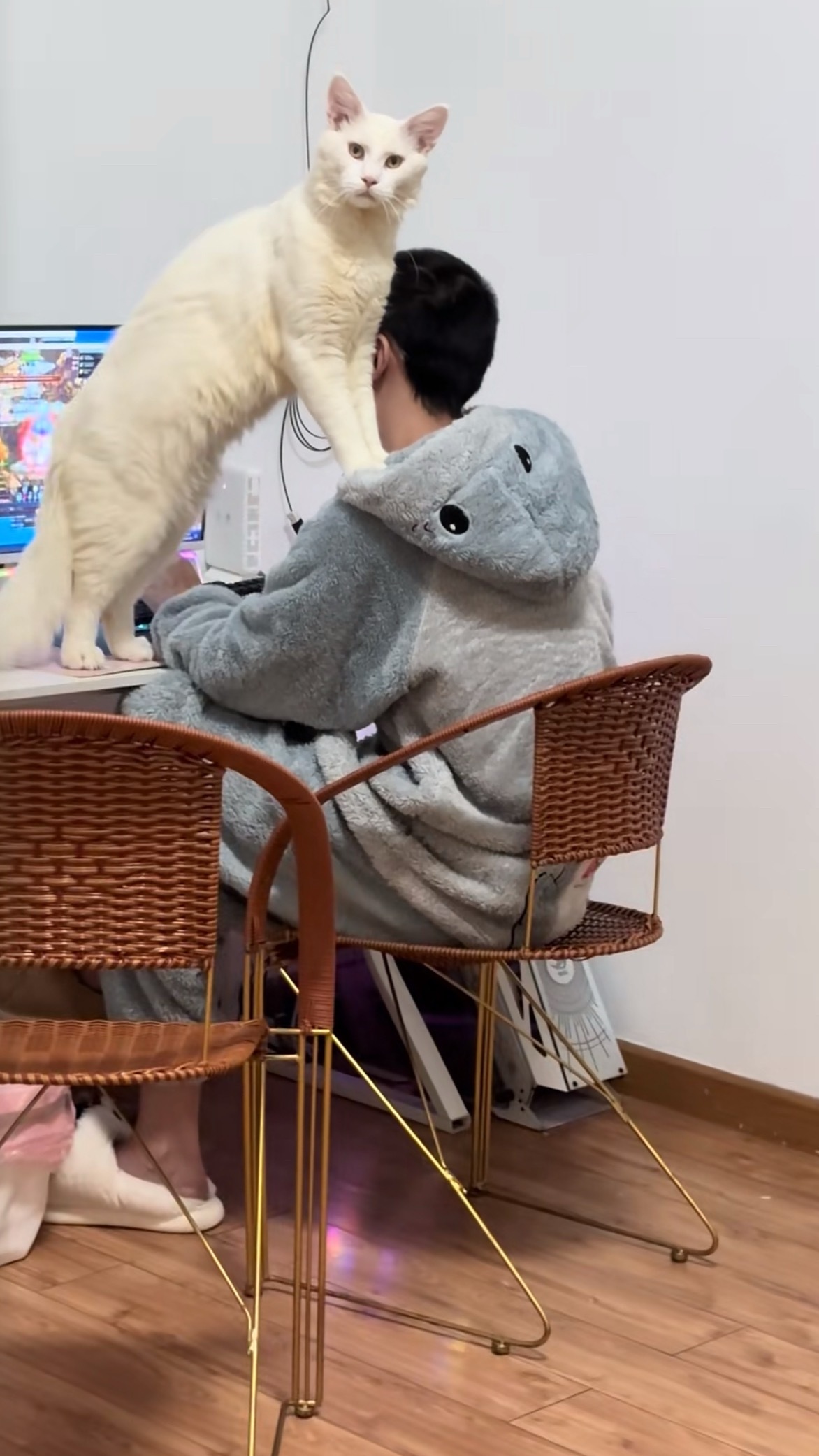 猫咪：起开，不要打扰我们…宁波·宁波万象汇