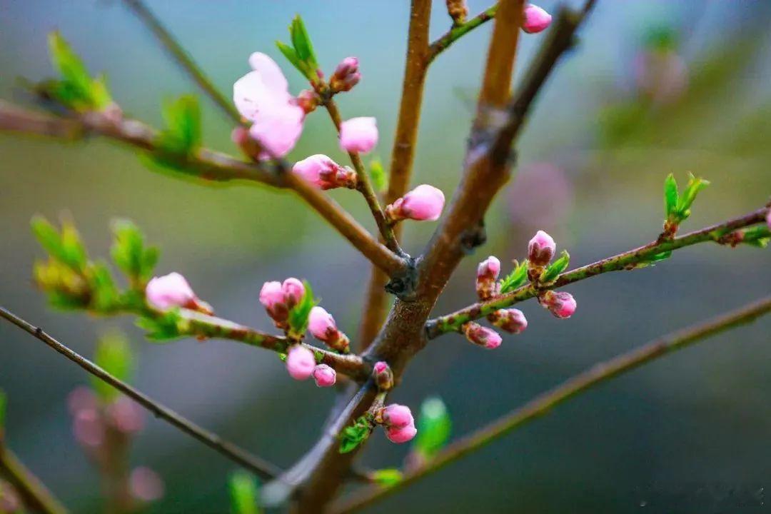 人总是被春天反复治愈【官宣！林芝桃花节波密分会场时间！】终于盼来好消息~林芝市