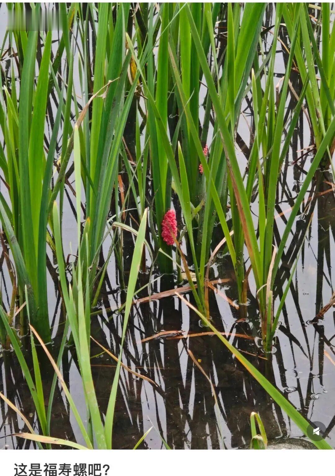 粉色预警! 寄生虫多达6000条! 近期正大量出现, 严重可致死