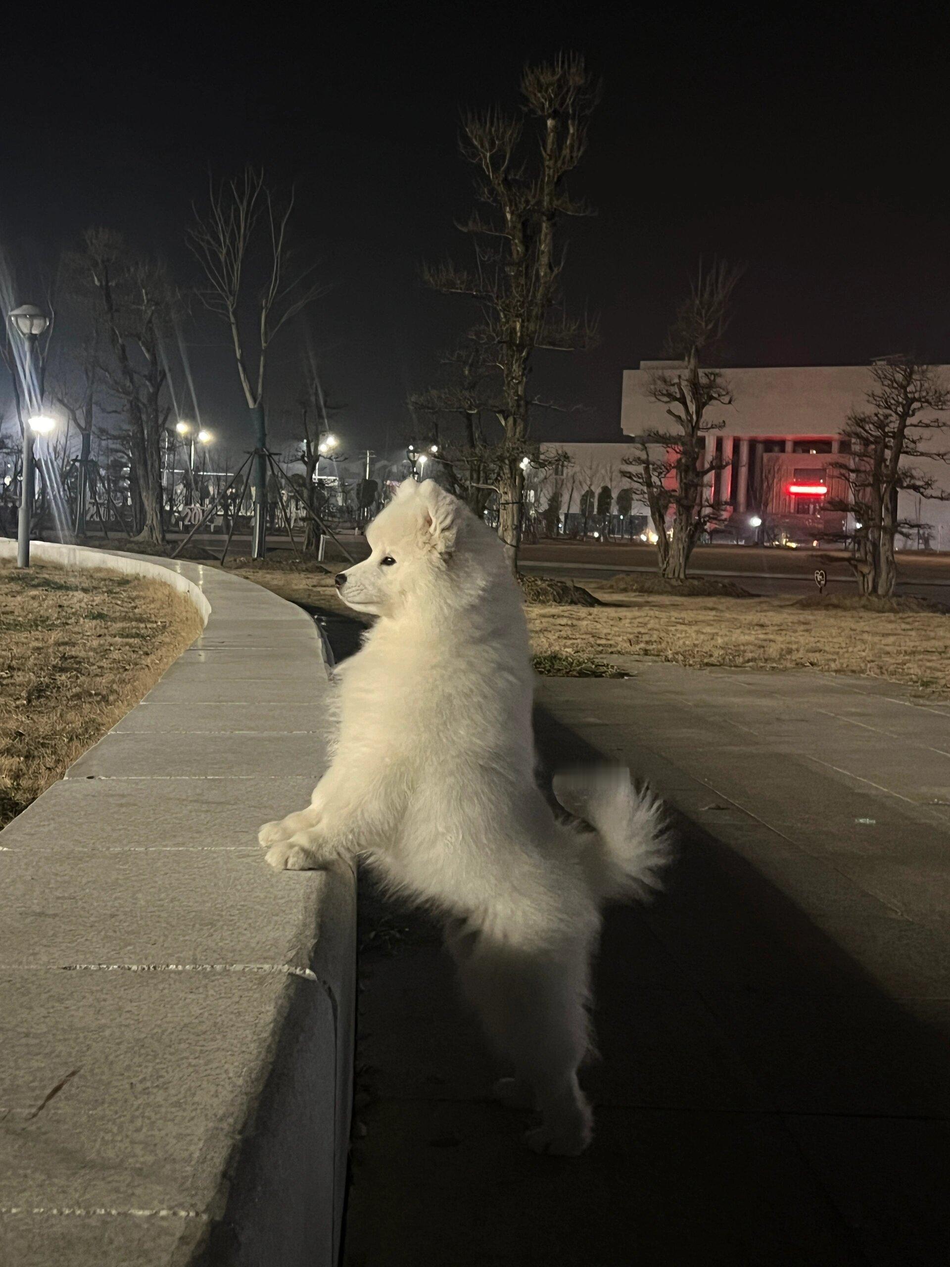 别的小狗这个点已经呼呼大睡了，而耶耶却还在规划着这座城市的未来​​​