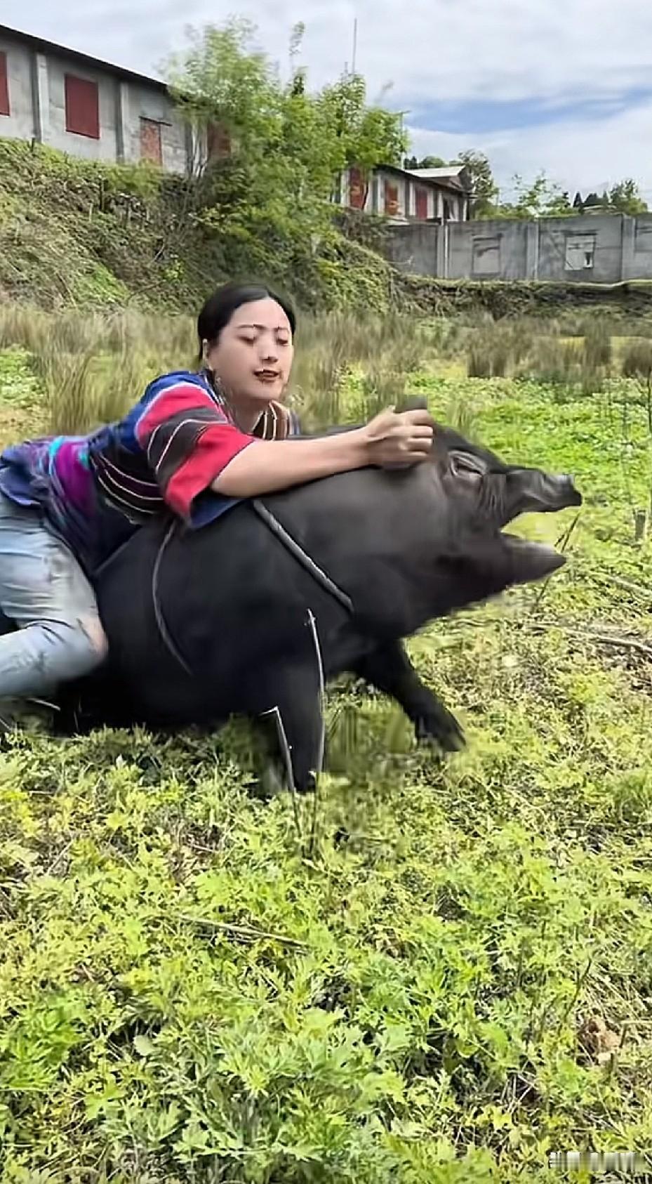 古有武松打虎，今有美女伏猪[呲牙笑]