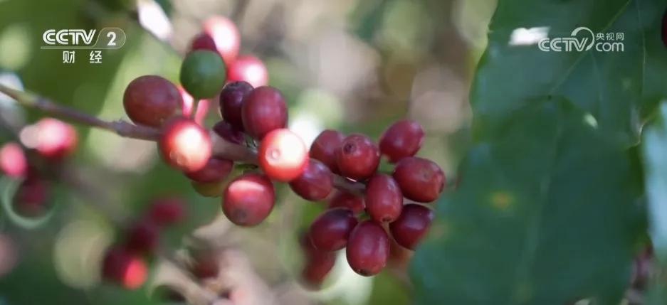 优质农产品野果子有认识的吗