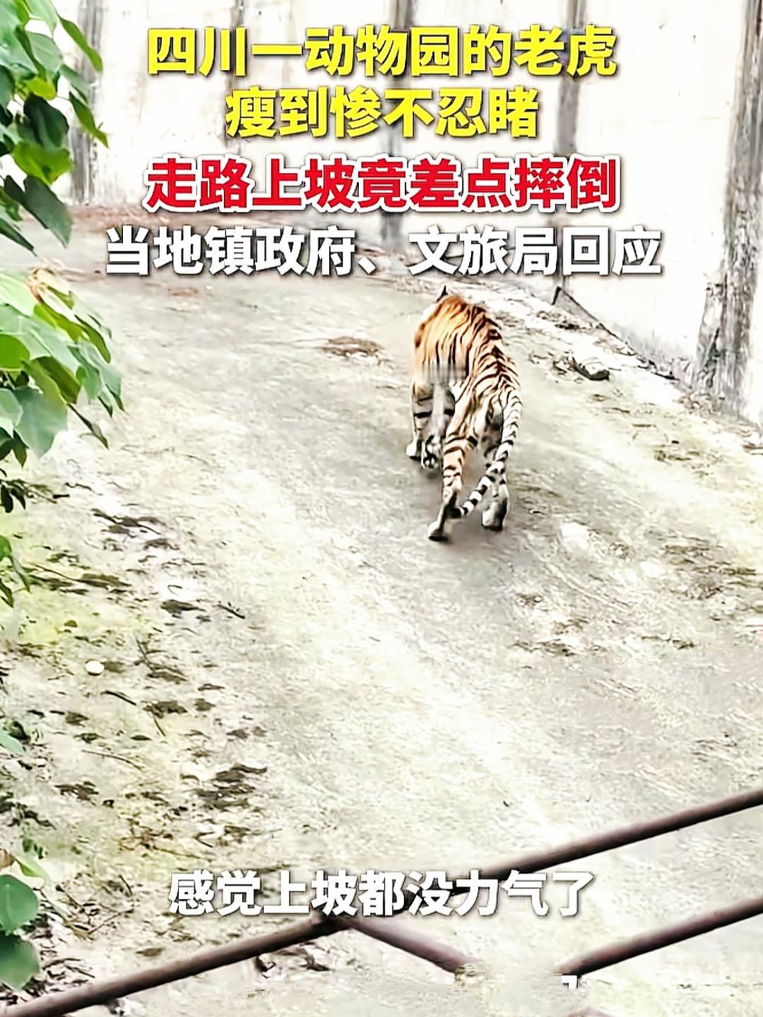 四川内江一只瘦得皮包骨的老虎，看得让人心疼不已。视频被网友发到网上后，一下子炸开