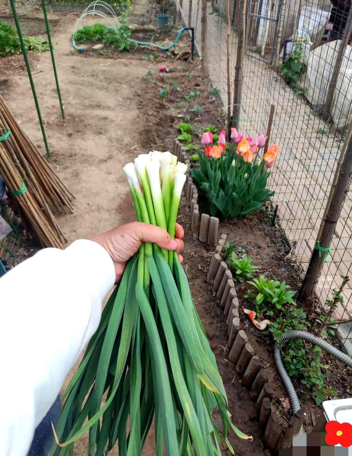 昨天去姑姑家借钱翻盖房子。姑父说钱全部存定期了。姑姑拿了一把蒜苗给我，然后让