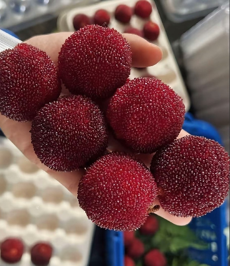 绿化带里种红薯，杨梅，哪个天才想出来的？要是这种天才能多来几个，是不是所有的城