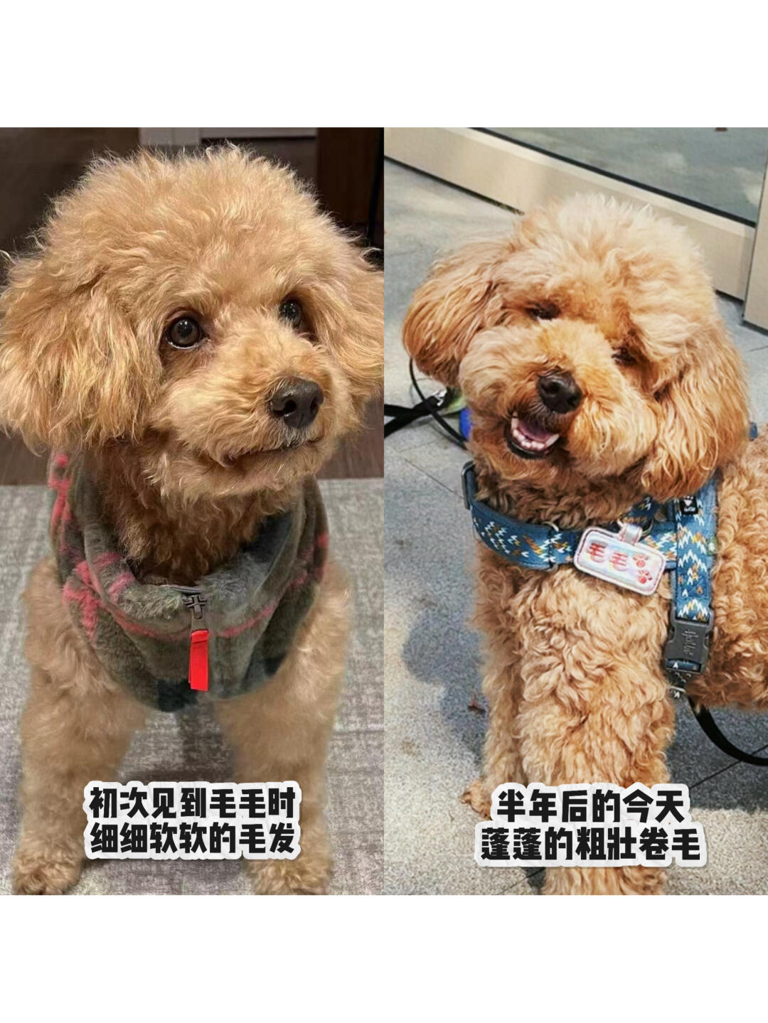 毛毛宣言：我只吃软饭不拉软便.