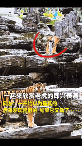 “都不白来！！”一女子假期到动物园玩，看到老虎林里的喷泉都做成了老虎样，正感慨动