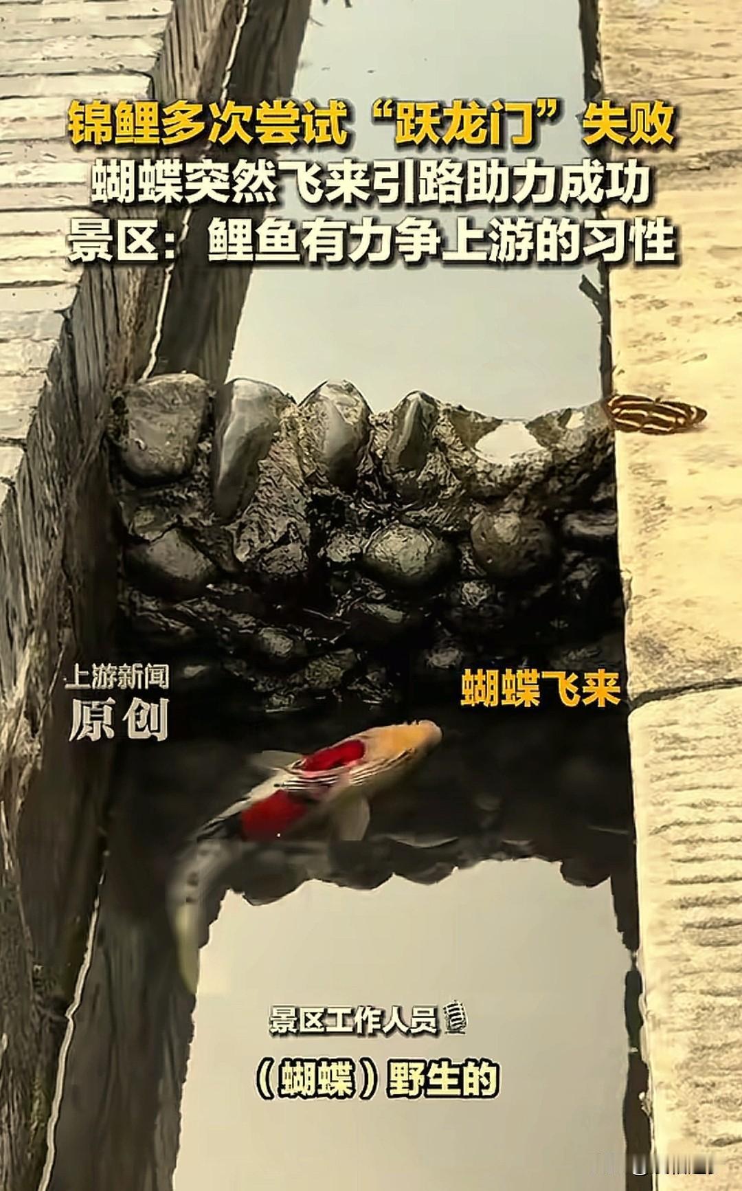 “这才是鲤鱼跃龙门。”四川宜宾，一景区游客在水塘边拍下不可思议的一幕：一条锦鲤在