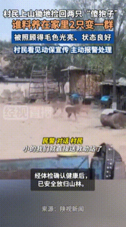 “长期饭票没了！”陕西，一村民上山锄地时，竟将两只“傻狍子”带回家精心喂养，谁料