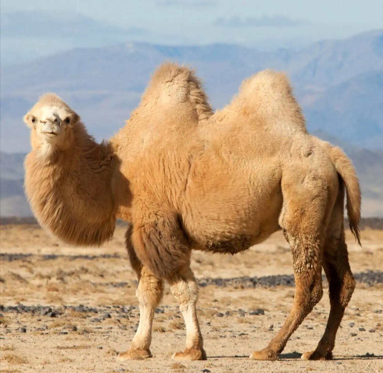 20头骆驼被扒“整容”！打玻尿酸、填硅胶…为了选美也是拼了📢新鲜事速报