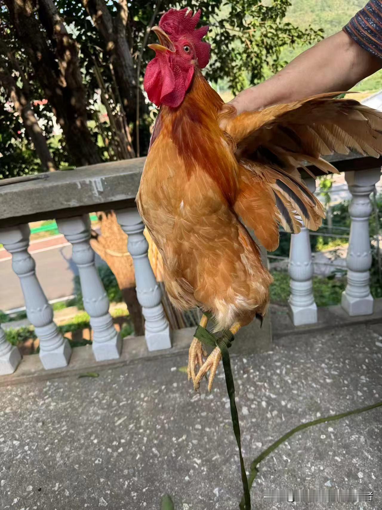 几年前，乡镇动员曾经在乡公社就个职的人员补缴缴纳社保，满60岁可以享受老养老退休