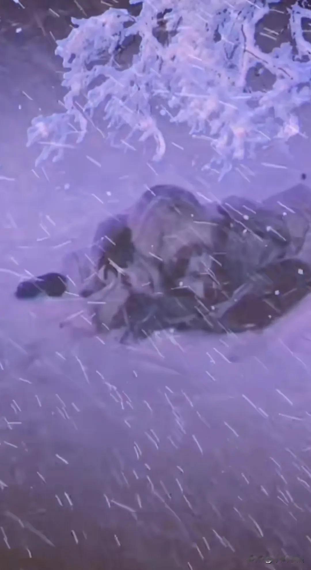 流浪狗带着一大家子，在冰天雪地、大雪纷飞的野外受冻，又饿又冷的狗狗发出阵阵凄惨的
