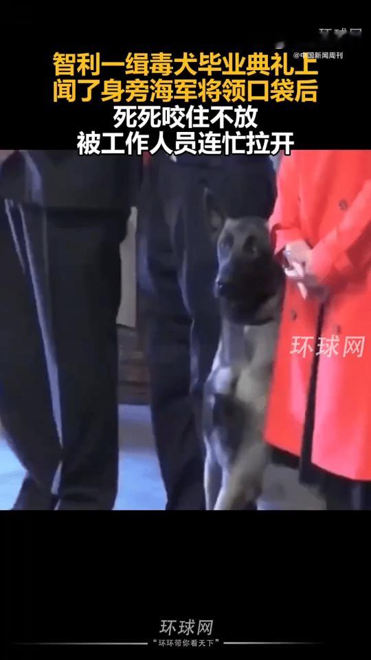尴尬名场面[捂脸哭]：近日，在智利的一场缉毒犬毕业典礼上，相继有两只缉毒犬，扑